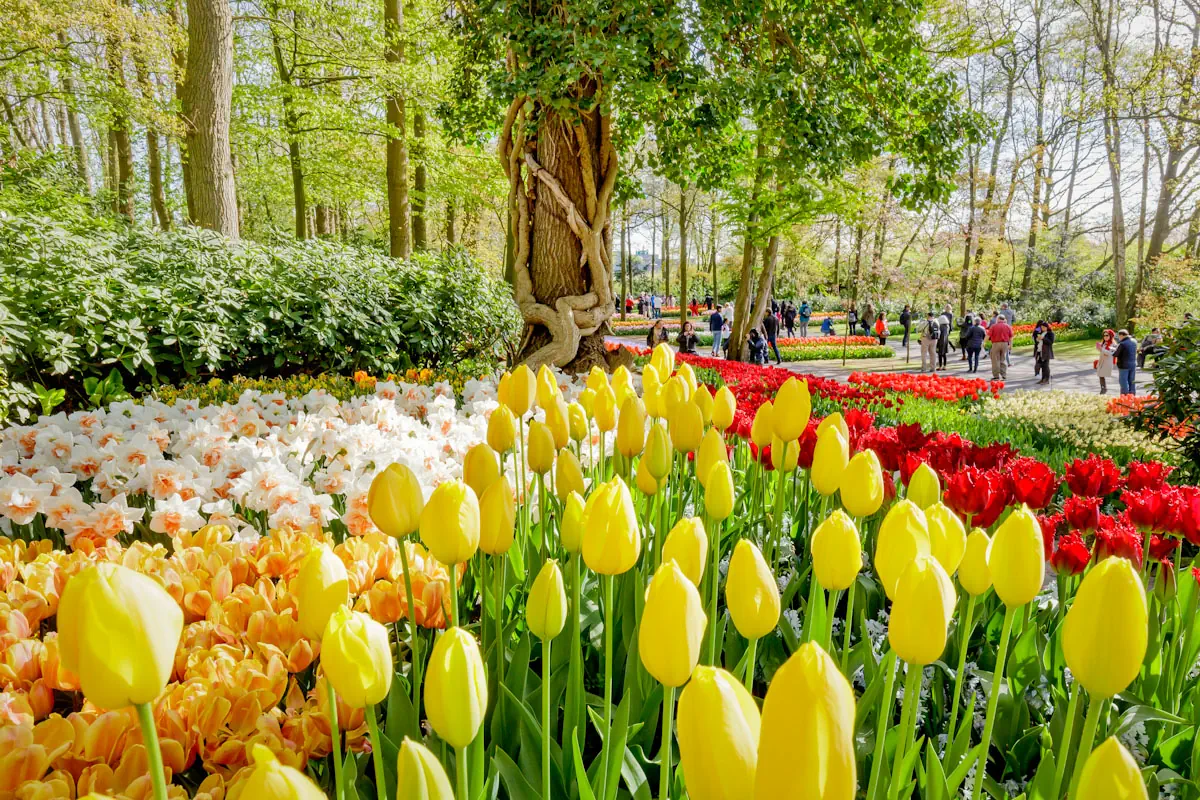 Holandia Amsterdam Amsterdam Amsterdam i tulipany z noclegiem