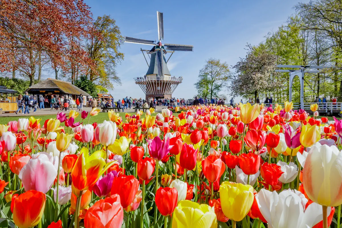 Holandia Amsterdam Amsterdam Amsterdam i festiwal tulipanów
