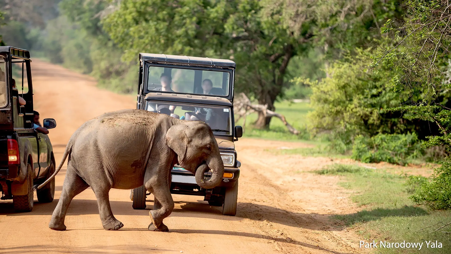 Sri Lanka Wyc. objazdowe Wyc. objazdowe Cejlońskie Safari