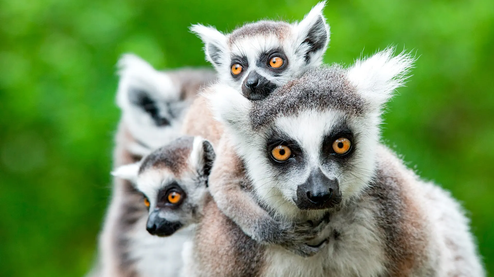 Madagaskar Wyc. objazdowe Wyc. objazdowe W Krainie Lemurów I Baobabów