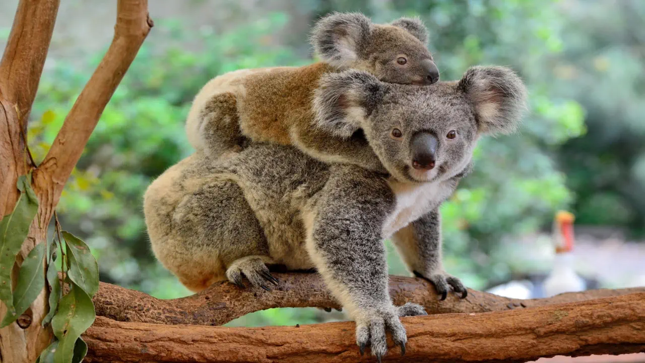 Po drugiej stronie Ziemi - Nowa Zelandia - Australia - zdjęcie 2