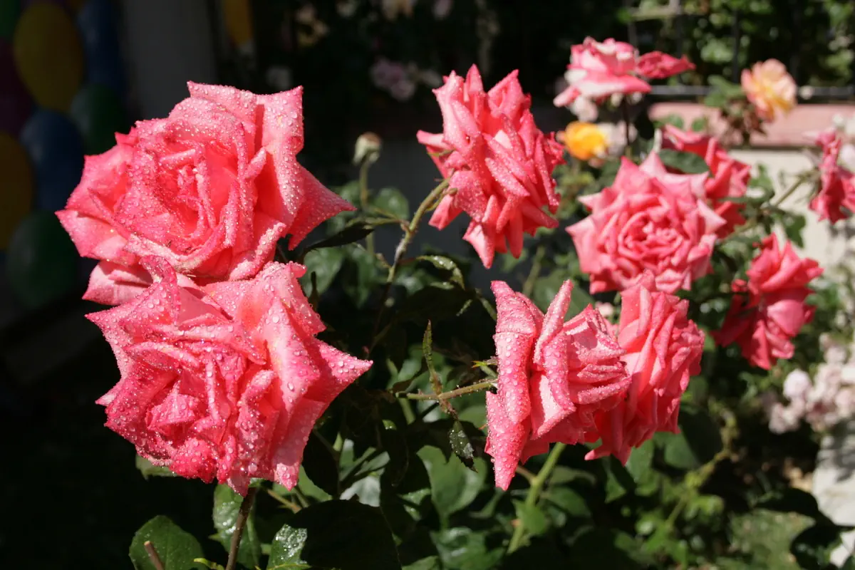 Rose Village Aparthotel - zdjęcie 11