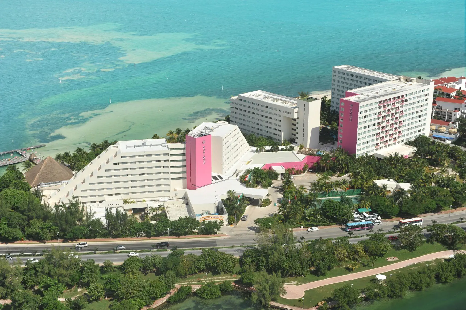 Oasis Palm - zdjęcie 3