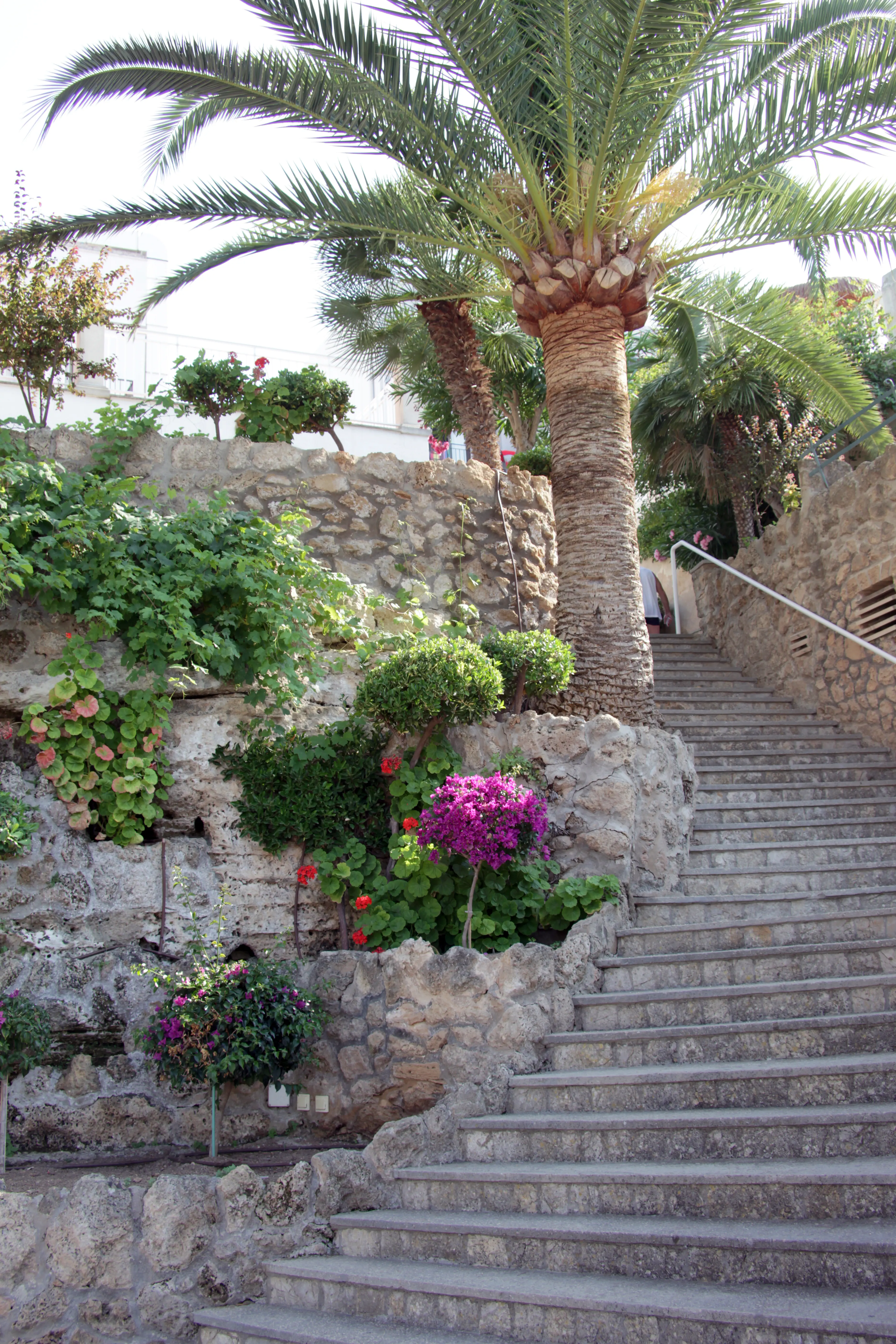 Casablanca (Santa Ponsa) - zdjęcie 28