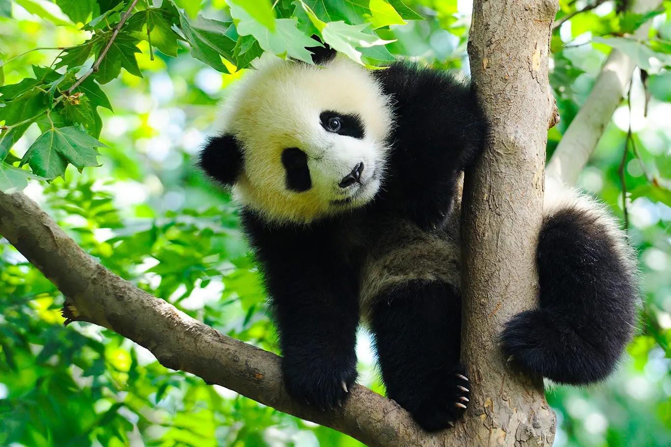 Chiny - pandy, Chongqing i tropikalna Sanya - zdjęcie 2