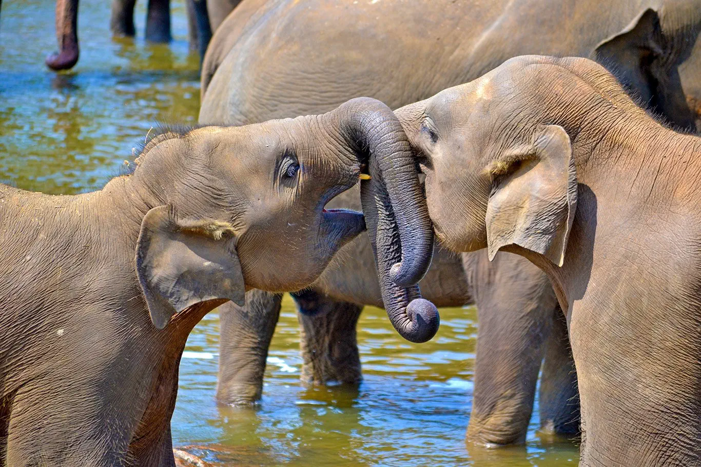 Sri Lanka - szlakiem buddyjskich skarbów - zdjęcie 7