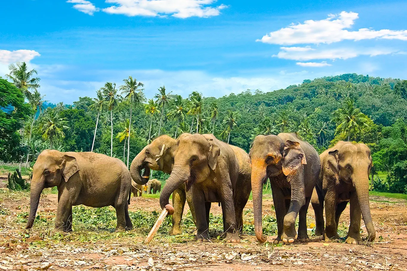 Sri Lanka - szlakiem buddyjskich skarbów - zdjęcie 30