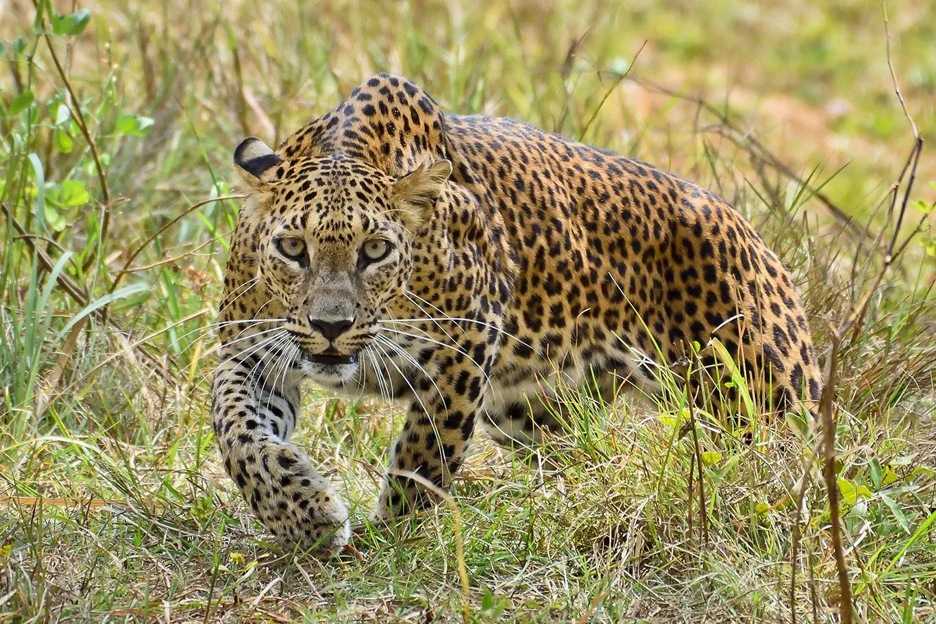 Sri Lanka - szlakiem buddyjskich skarbów - zdjęcie 4