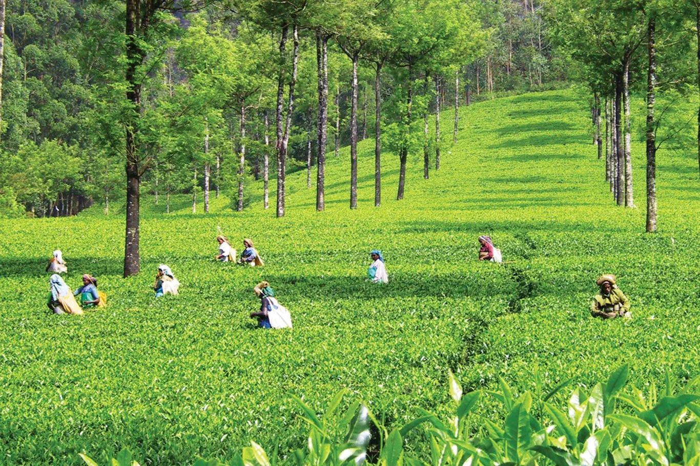 Sri Lanka - szlakiem buddyjskich skarbów - zdjęcie 35