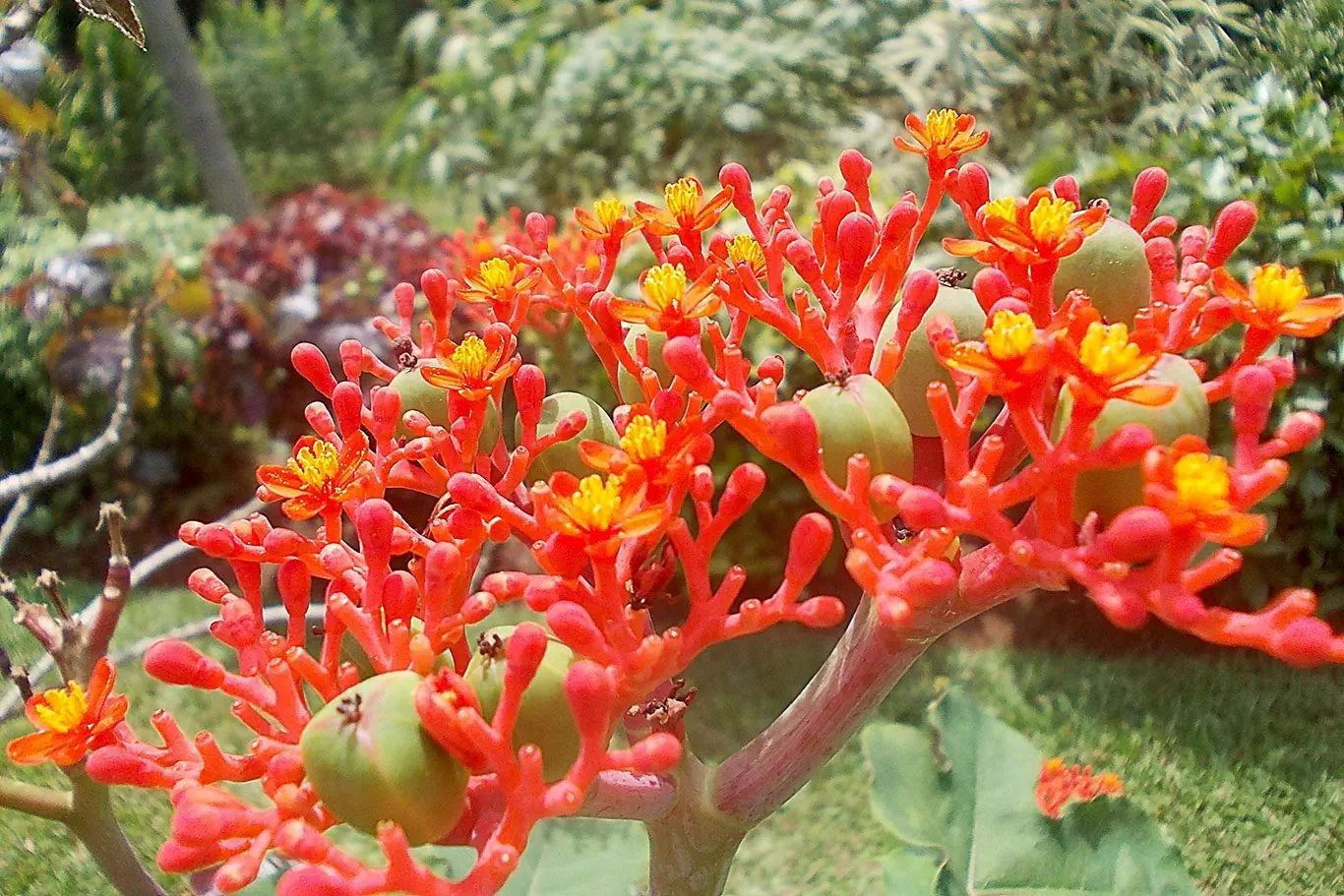 Sri Lanka - szlakiem buddyjskich skarbów - zdjęcie 38