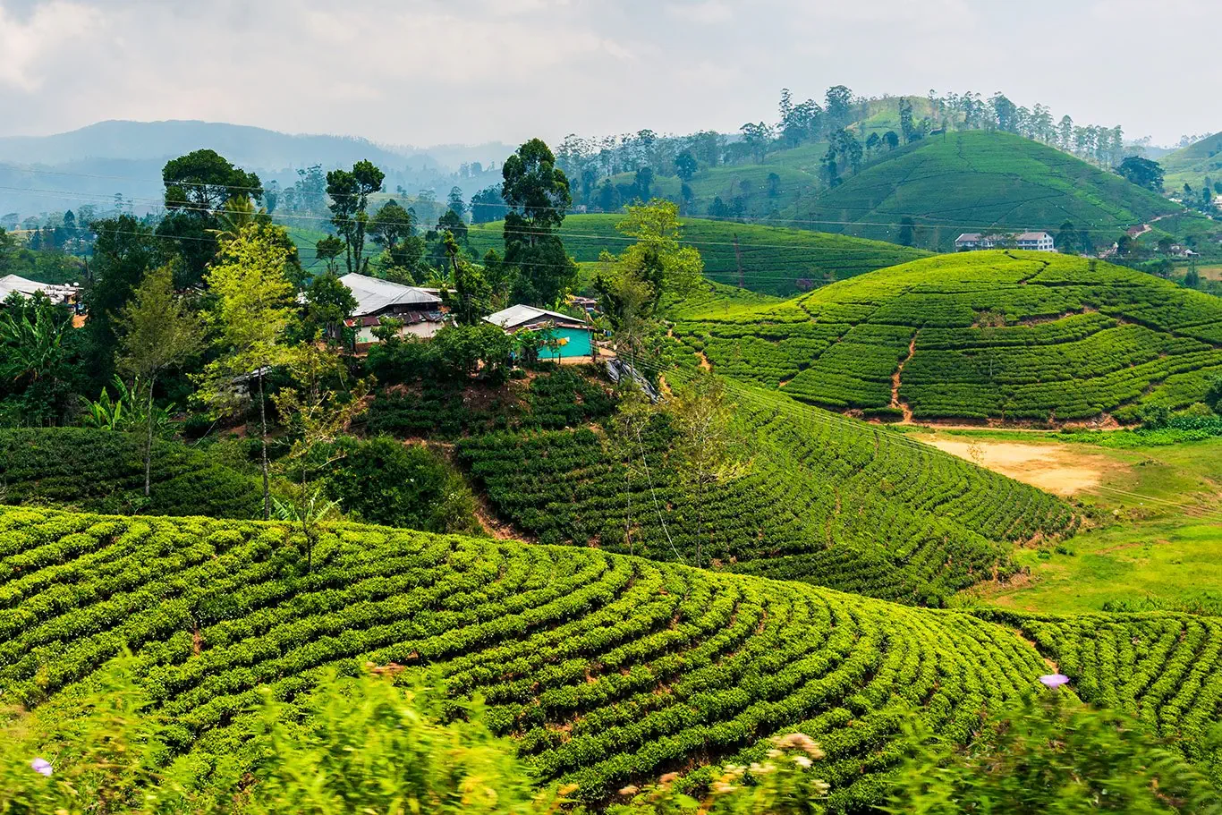 Sri Lanka - szlakiem buddyjskich skarbów - zdjęcie 33