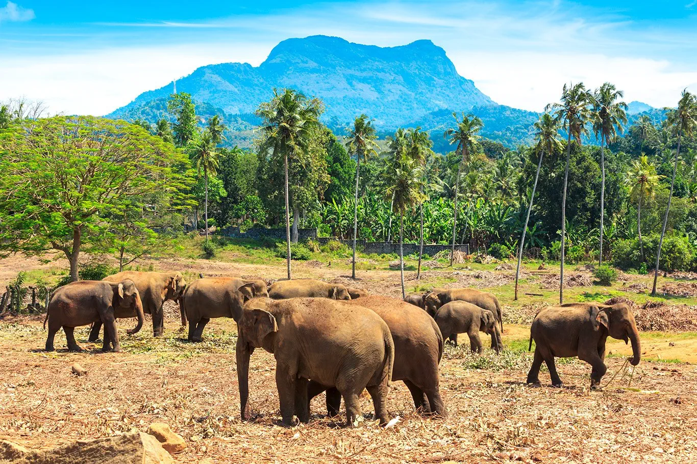 Sri Lanka - szlakiem buddyjskich skarbów - zdjęcie 28