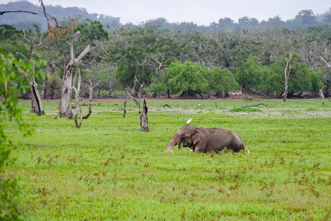 Sri Lanka - szlakiem buddyjskich skarbów - zdjęcie 42