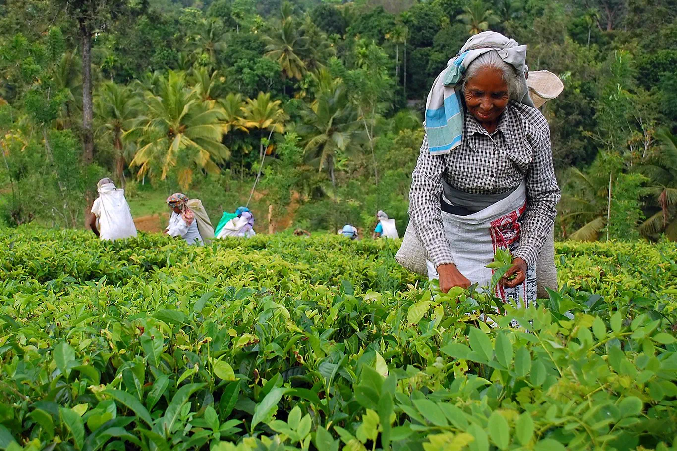 Sri Lanka - szlakiem buddyjskich skarbów - zdjęcie 34