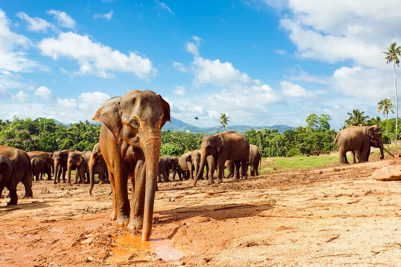 Sri Lanka - szlakiem buddyjskich skarbów - zdjęcie 31