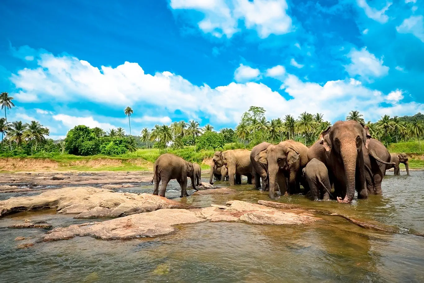Sri Lanka - szlakiem buddyjskich skarbów - zdjęcie 32