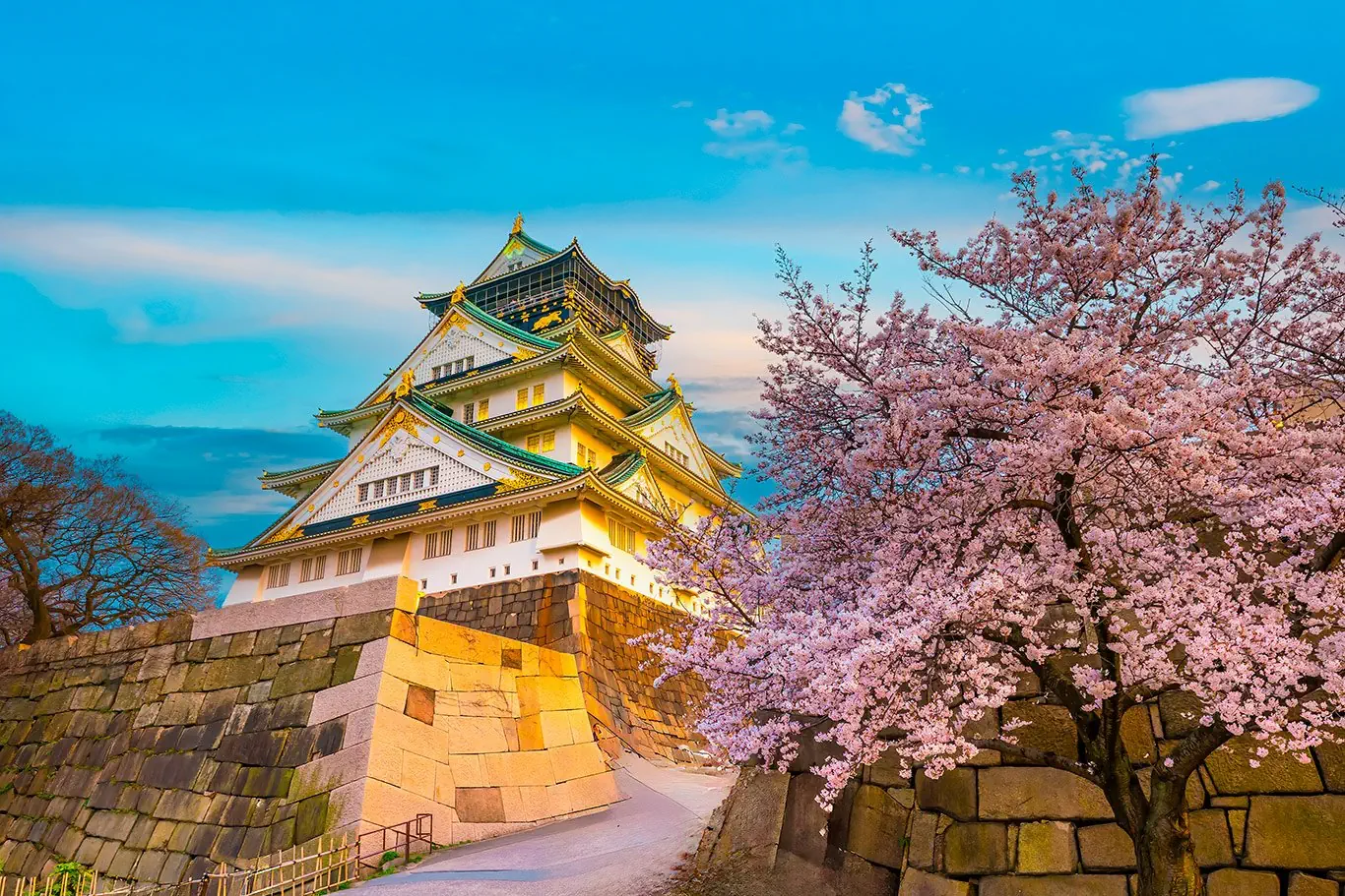 Japonia - kwitnąca Sakura