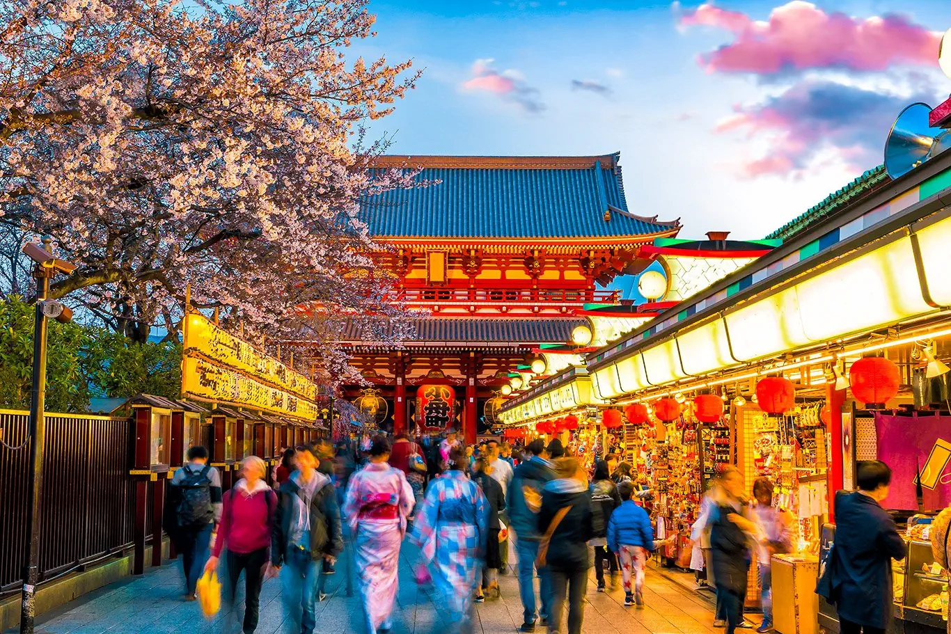 Japonia - kwitnąca Sakura
