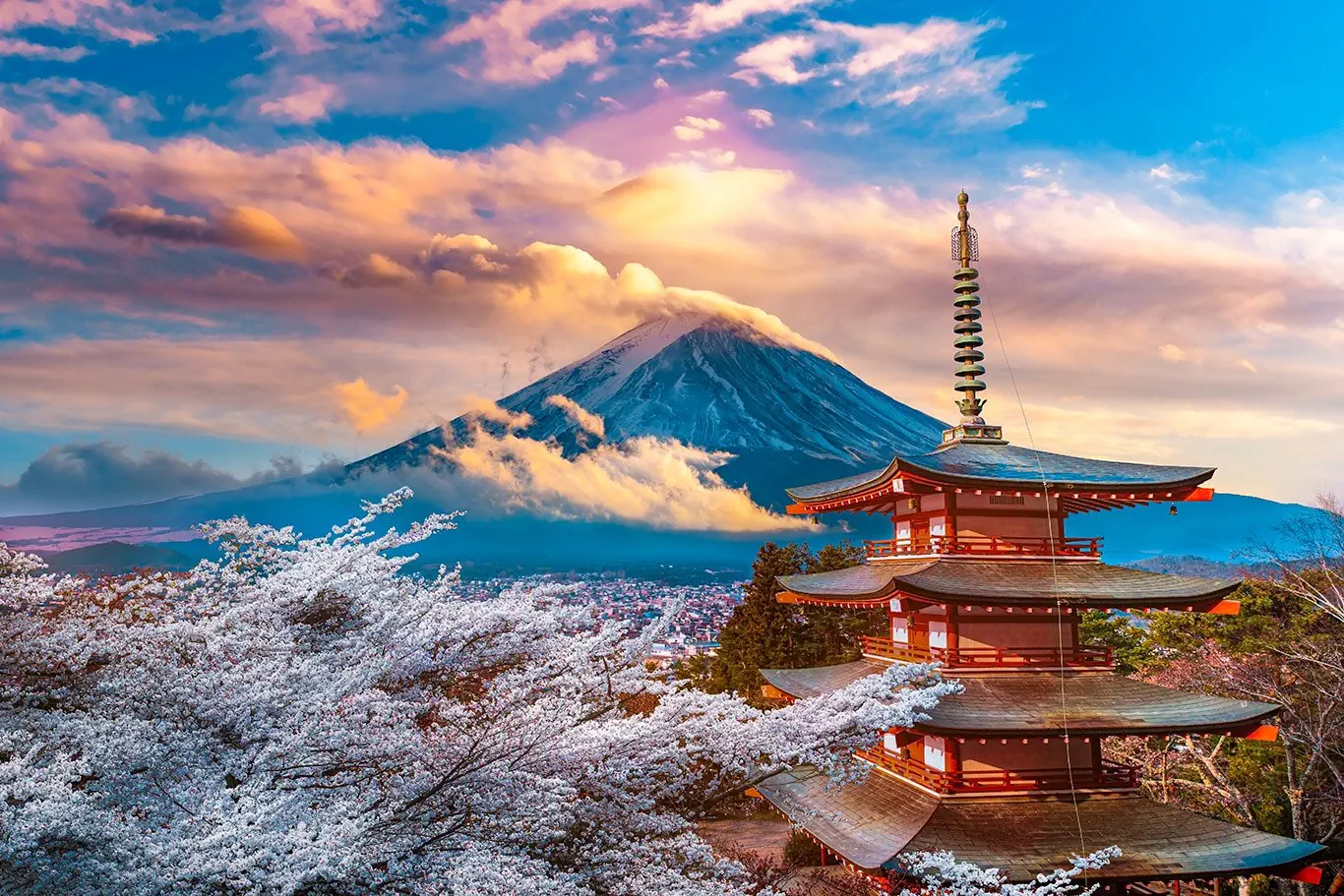 Japonia - kwitnąca Sakura