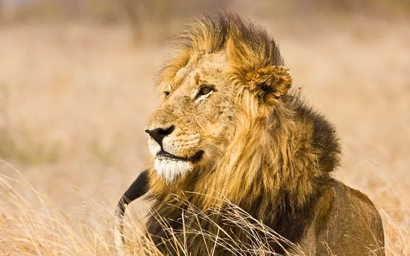 Hotel: RPA - Zimbabwe (Wodospady Wiktorii) - Botswana 9 nocy