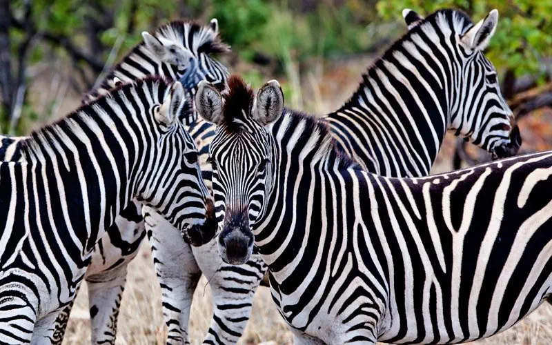 Hotel: RPA - Zimbabwe (Wodospady Wiktorii) - Botswana 9 nocy