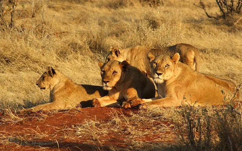 Hotel: RPA - Zimbabwe (Wodospady Wiktorii) - Botswana 9 nocy