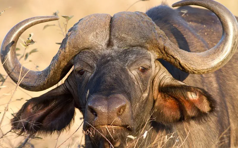 Hotel: RPA - Zimbabwe (Wodospady Wiktorii) - Botswana 9 nocy