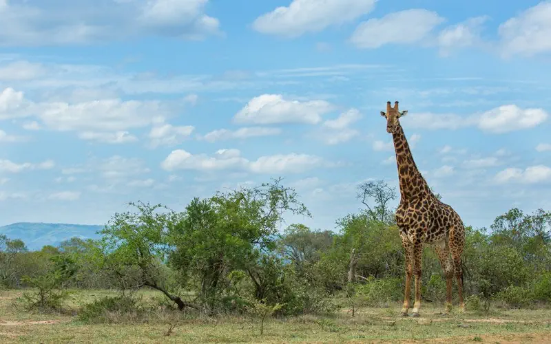 Hotel: RPA - Zimbabwe (Wodospady Wiktorii) - Botswana 9 nocy