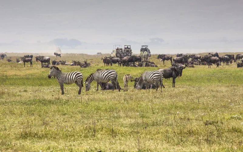 Hotel: RPA - Zimbabwe (Wodospady Wiktorii) - Botswana 9 nocy