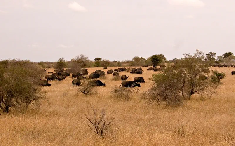 Hotel: RPA - Zimbabwe (Wodospady Wiktorii) - Botswana 9 nocy