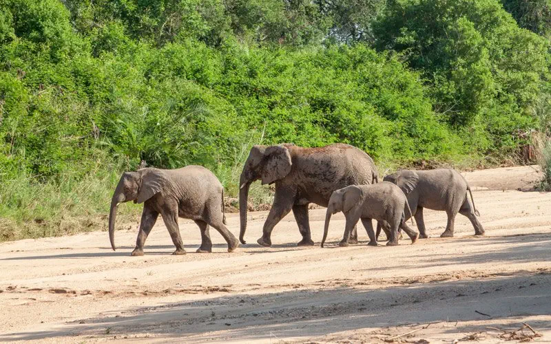 Hotel: RPA - Zimbabwe (Wodospady Wiktorii) - Botswana 9 nocy