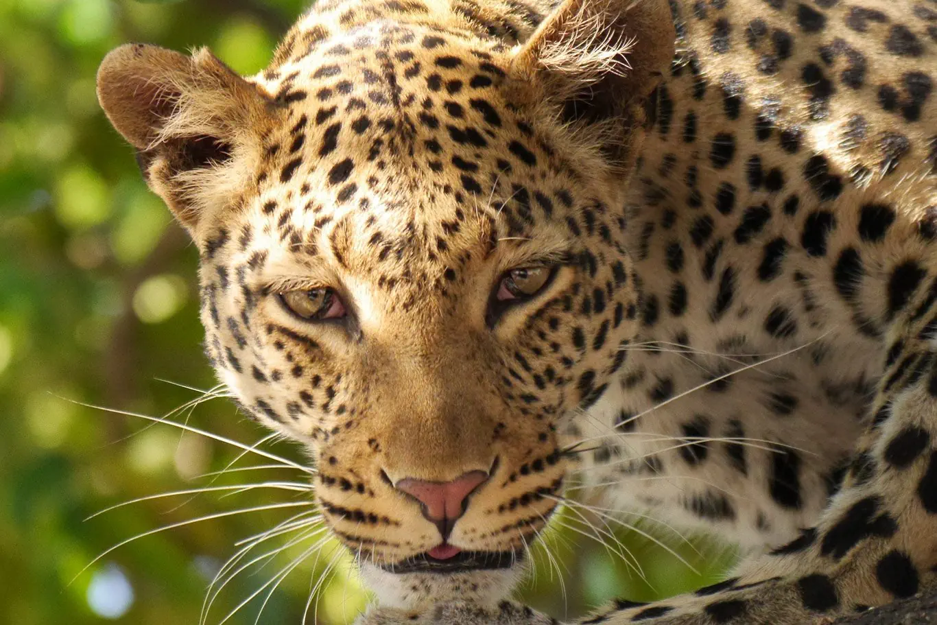 RPA - Wodospady Wiktorii - Botswana - zdjęcie 55