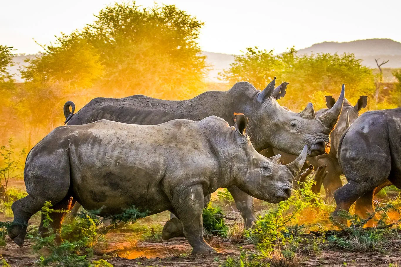 RPA - Wodospady Wiktorii - Botswana - zdjęcie 33