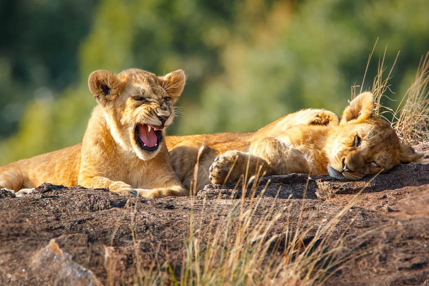 RPA - Wodospady Wiktorii - Botswana - zdjęcie 4