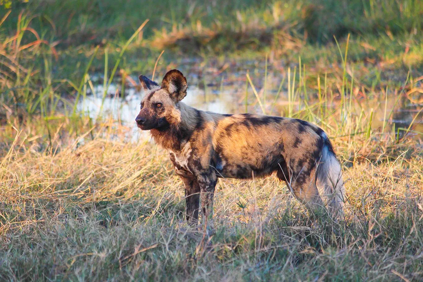 RPA - Wodospady Wiktorii - Botswana - zdjęcie 59
