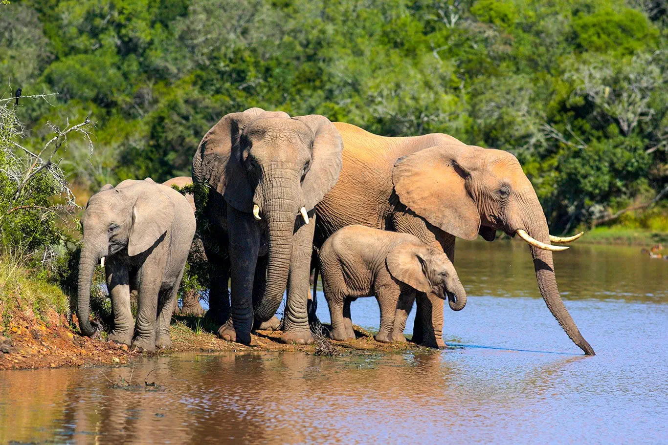 RPA - Wodospady Wiktorii - Botswana - zdjęcie 34