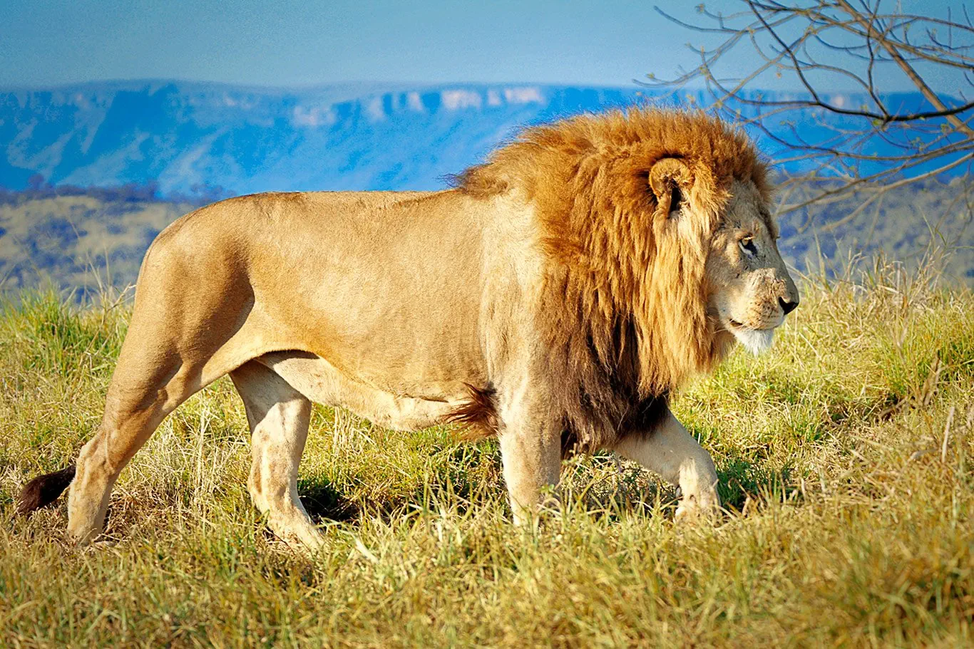 RPA - Wodospady Wiktorii - Botswana - zdjęcie 35