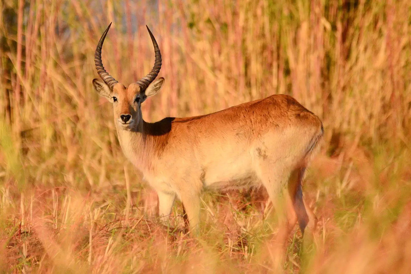 RPA - Wodospady Wiktorii - Botswana - zdjęcie 56