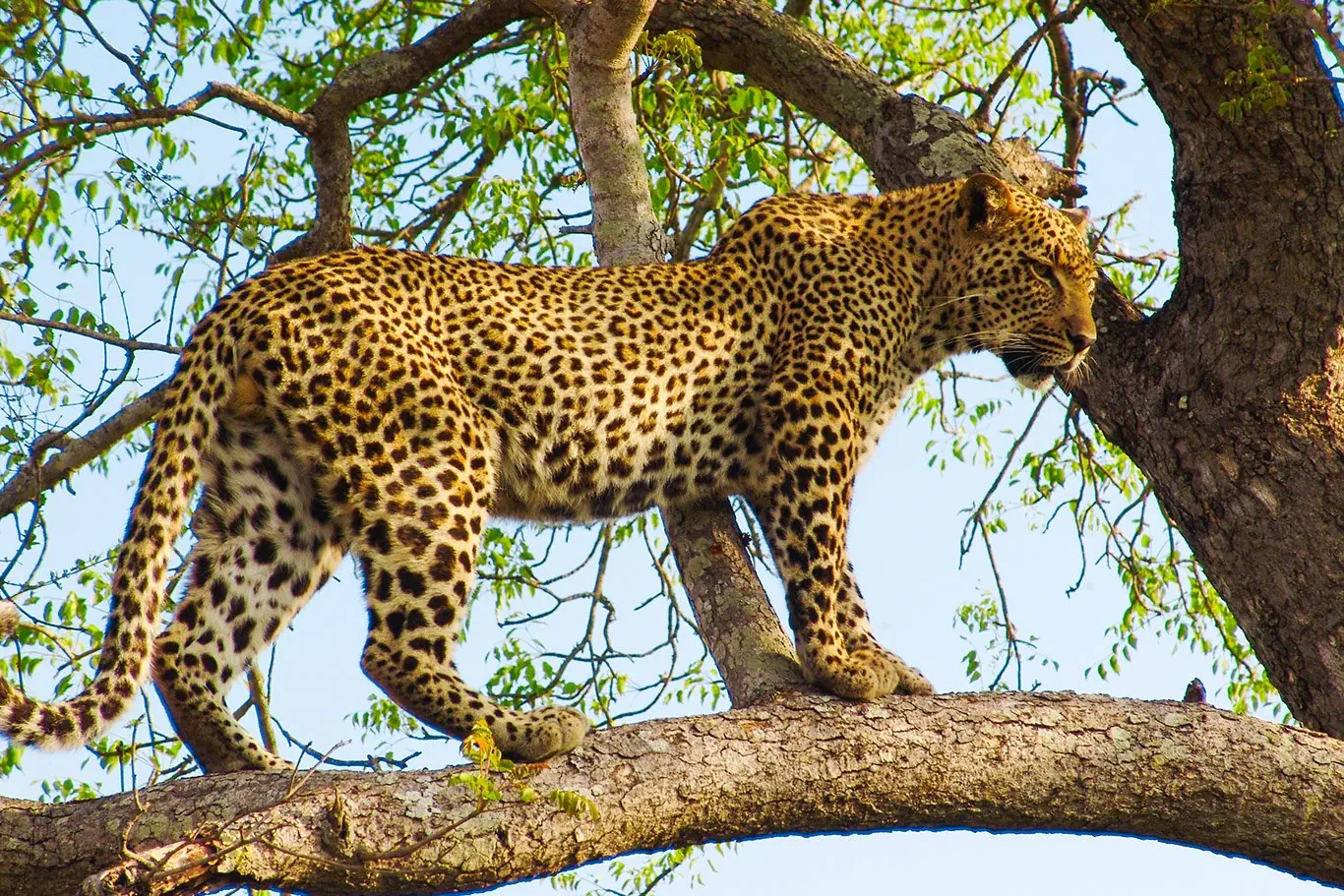 RPA - Wodospady Wiktorii - Botswana - zdjęcie 36