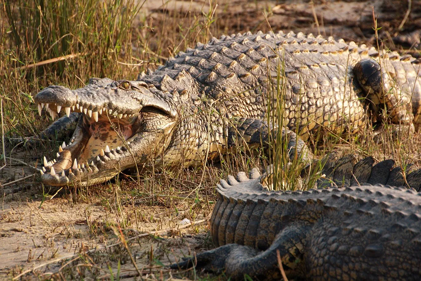 RPA - Wodospady Wiktorii - Botswana - zdjęcie 57