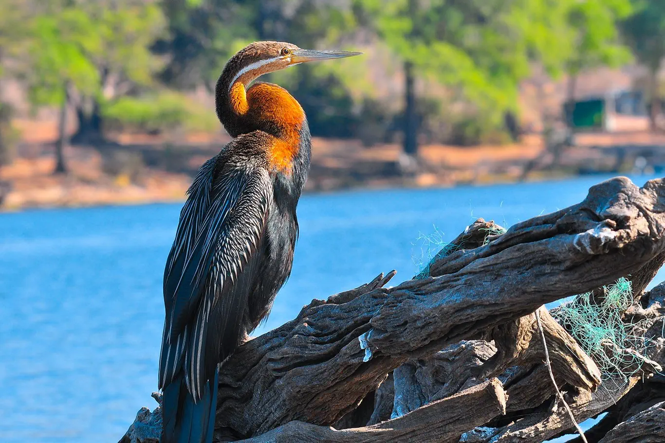 RPA - Wodospady Wiktorii - Botswana - zdjęcie 7
