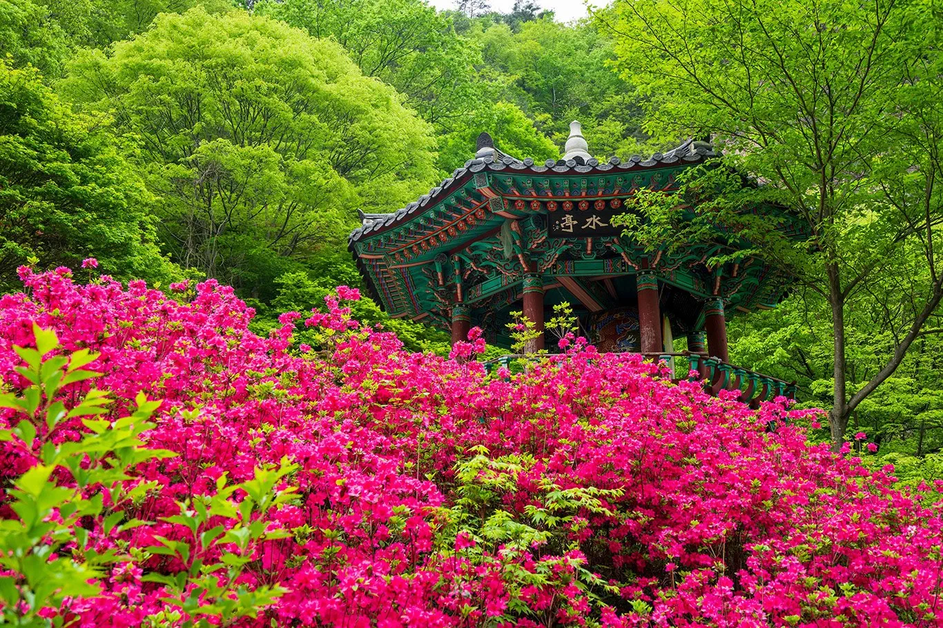 Korea Południowa od kuchni - zdjęcie 33