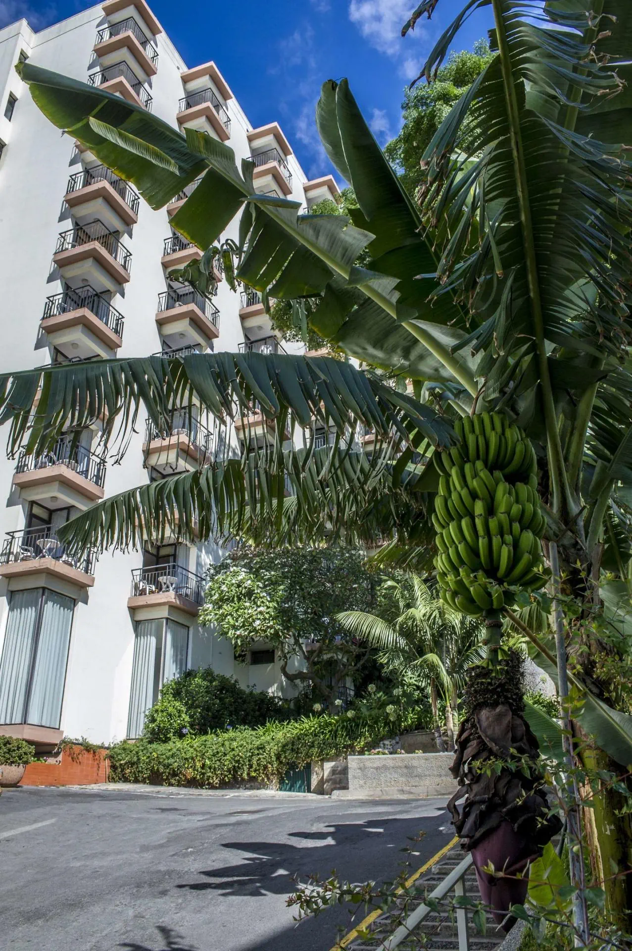 HOTEL Aparthotel Dorisol Mimosa