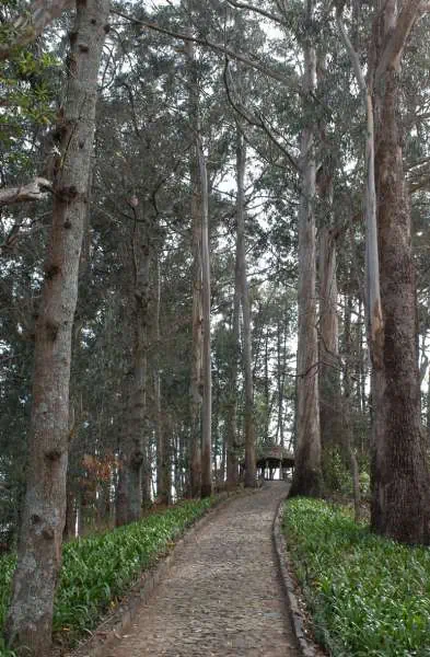 Quinta da Serra - zdjęcie 37