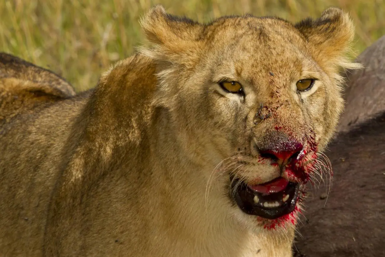 EXIMdiscovery: Afrykańska Odyseja – Mombasa, Mara, Naivasha