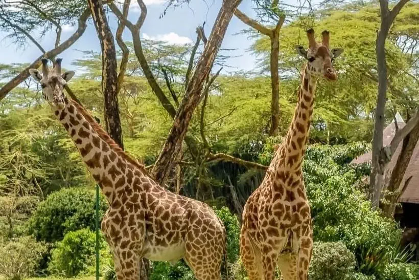 EXIMdiscovery: Afrykańska Odyseja – Mombasa, Mara, Naivasha