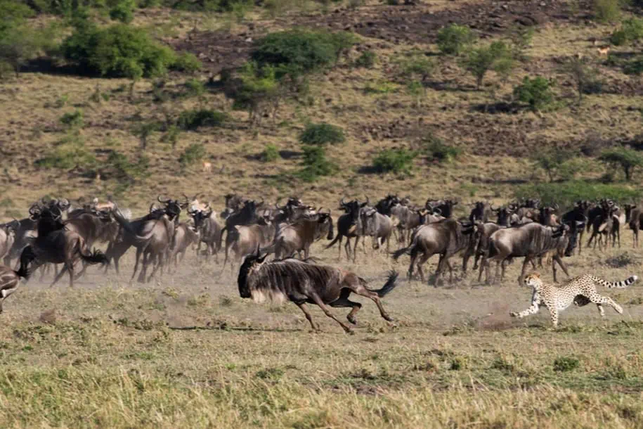 EXIMdiscovery: Afrykańska Odyseja – Mombasa, Mara, Naivasha