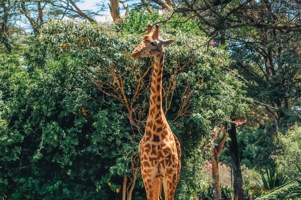 EXIMdiscovery: Afrykańska Odyseja – Mombasa, Mara, Naivasha