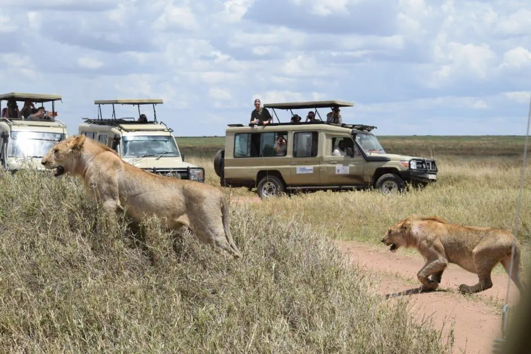 EXIMdiscovery: Afrykańska Odyseja – Mombasa, Mara, Naivasha