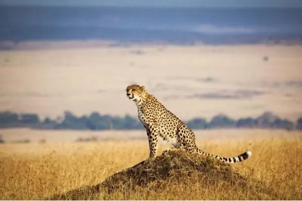 EXIMdiscovery: Afrykańska Odyseja – Mombasa, Mara, Naivasha